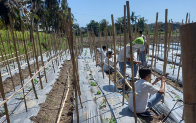 Penanaman Melon Golden Kompetensi Keahlian ATPH